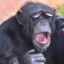 lilcowbo