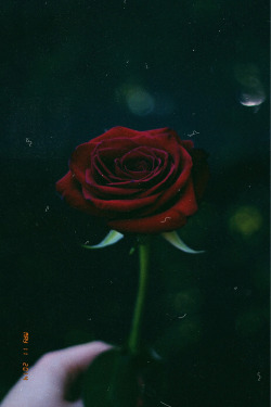 si en una rosa 🌹estás tú, en cada respirar estás tú, cómo te voy a olvidar 🎵