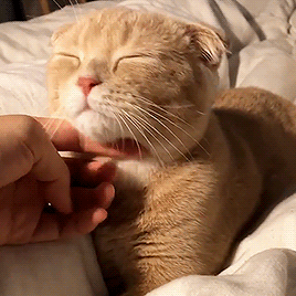 CATSFEED | Cat quotes Images & Picture - Tumblr — http://bit.ly/2fHZXGb