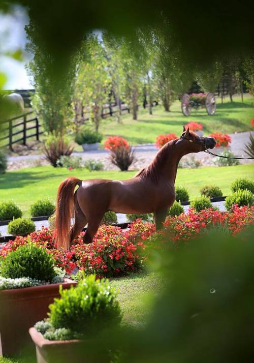 Porn world-of-arabians:    Vitorino DC   photos