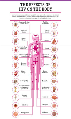 science-junkie:  Effects of HIV on the Bodyvia healthline.com Stay protected and informed! Fact sheet on HIV/AIDS