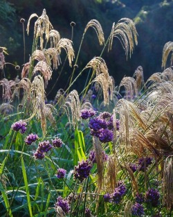 myfairylily:  Feathery tassels of Miscanthus