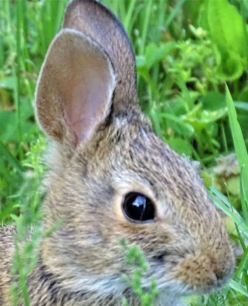 Nothing cuter than a baby bunny rabbit. I love seeing them in the yard. We keep the grass long for t
