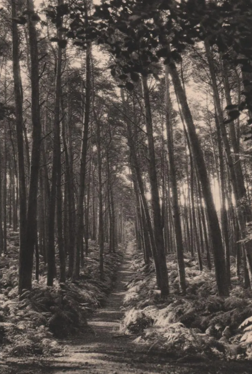 dame-de-pique:Germaine Krull - Forest Path, 1930s