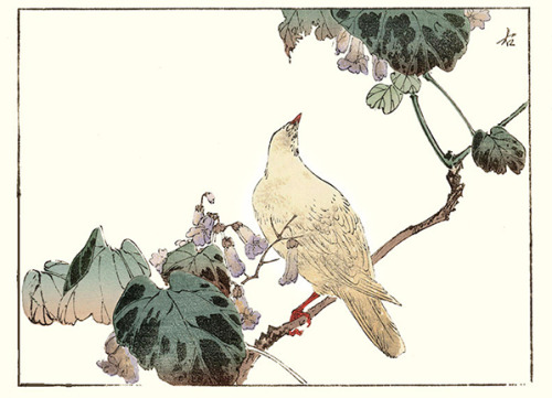 japanese-plants:Princess tree and rock dove by by Kinzan Haruna (1847-1913), included in Kacho 