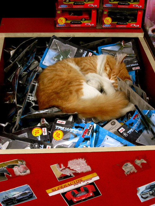 Toy Store Cat. Lima, Peru (via bsmith556)