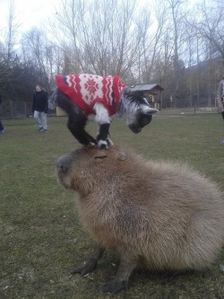 elfwreck: animalssittingoncapybaras: http://animalssittingoncapybaras.tumblr.com/