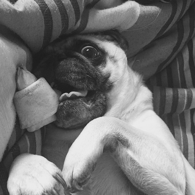 ilovepugs4ever:  Follow Dog Quotes.