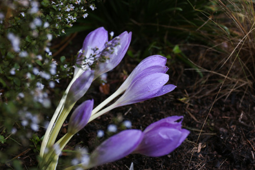 Fall prelude !These late summer, early fall flowering gems are Colchicum Rosy Dawn and speciosum wit