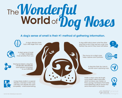 The dog’s nose is amazing! Made this graphic to share information on the awesomeness that is a dog’s