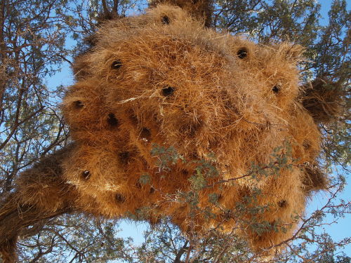You’re Looking At Nature’s Version Of An Apartment Building! A Single, Immense Nest Of Sociable Weavers