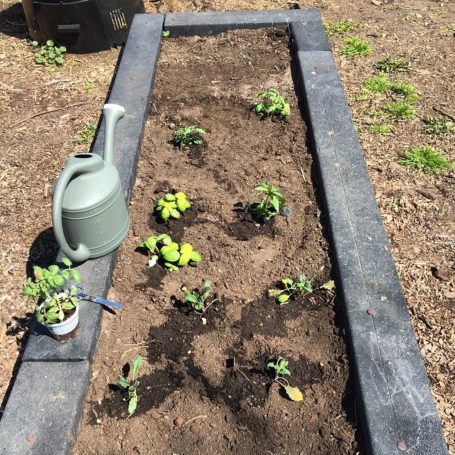 Garden planted. #chicago #urbangarden