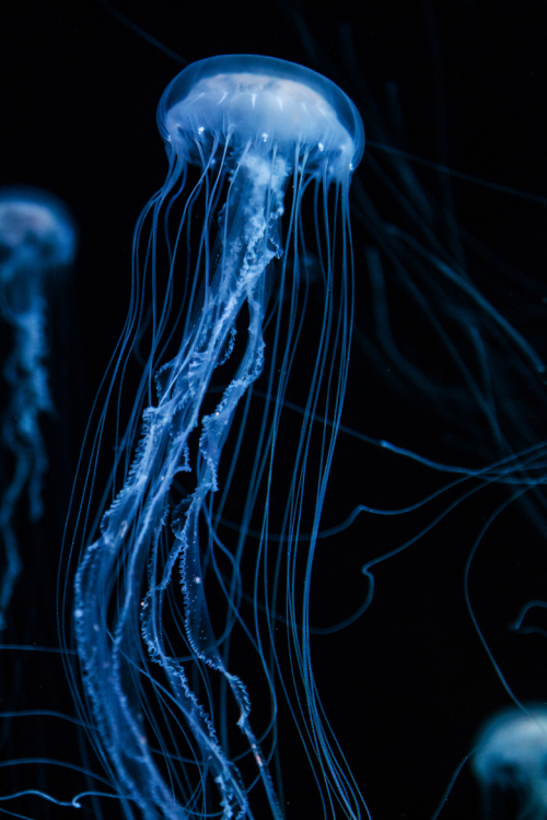 celestiol: Jellyfish #2 | by Luke Strothman