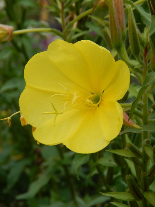 Oenothera glazioviana, oranssihelokki