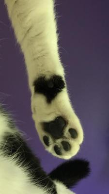 cutekittensarefun:Went to visit a friend’s foster cat today, noticed this cute little heart above her paw