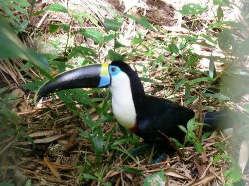 Tucan - Tena, Amazonas - Ecuador 2012