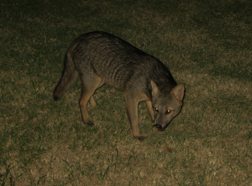 lychens:  Crab-eating fox (Cerdocyon thous)