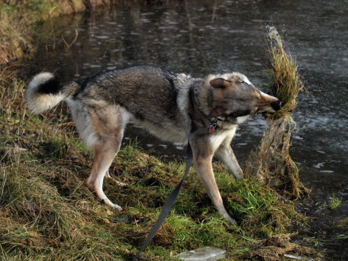 the-little-wolfdog:Why does this particular piece of turf deserve to suffer? Kira, you brute