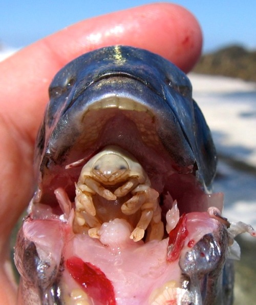 thepredatorblog:  underthevastblueseas:  This is the tongue-eating louse. This parasitic crustacean latches onto the tongue of its primary victim, the spotted rose snapper, and doesn’t let go. Once it does, the louse sucks the blood out of the tongue,