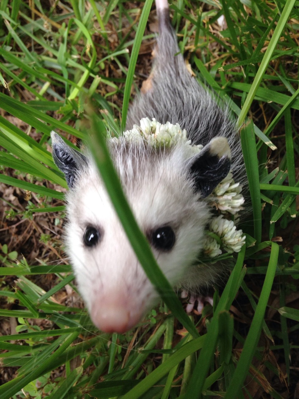 khrysdiebee:  fujoshiranger:  I’ve been taking care of an opossum. I’ve named