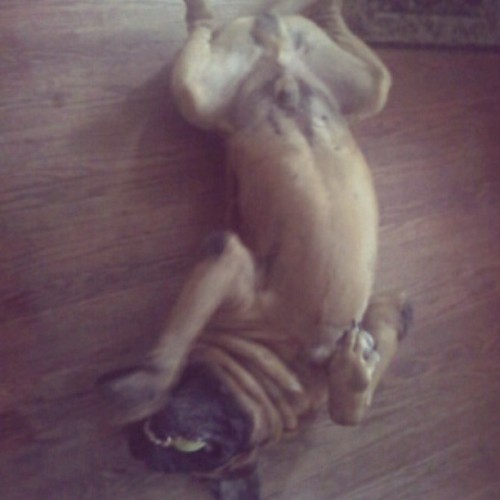 He’s such a gentle giant..at 240lbs he still acts like a puppy. Can’t wait to see BB next week<3