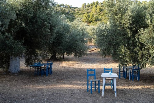 Alonnisos, Greece, 2021 #alonnisos #sporades #greece #island #greekislands #summer #olivetrees #tave