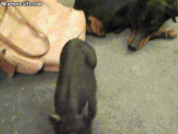bruce-springsteez:  d0penati0n:  I’m the police - I can do whatever I want.  best caption ever… 