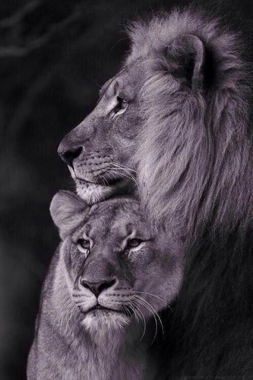 macdaddys-bigmac: Leo’s always protect those in their pride….~MdBm~….♌ Her beast