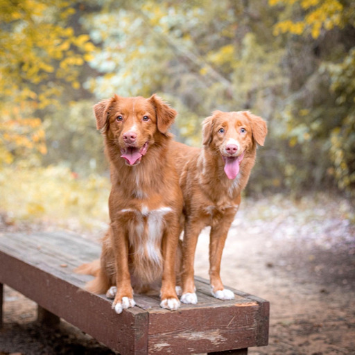 winedogs:prepare for trouble and make it double 😈