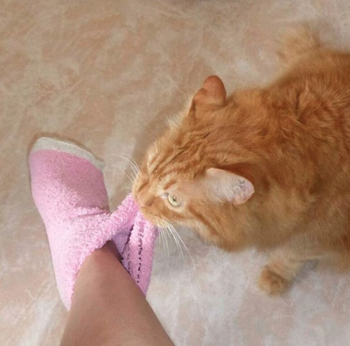 catsbeaversandducks: Lock Up Your Socks: Homer Is Here “Hi! My name is Homer, I have OCSD (Obsessive-Compulsive Sock Disorder) and I like it.” Photos by Homer Le Chat 