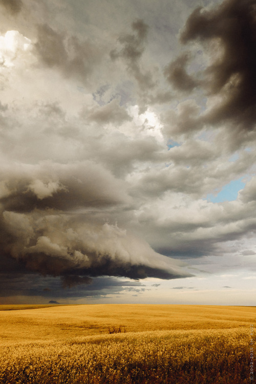 floralprintshark: thisherelight:prairie storm over canola fields / alberta / i.m. ruzz [ID: a photog