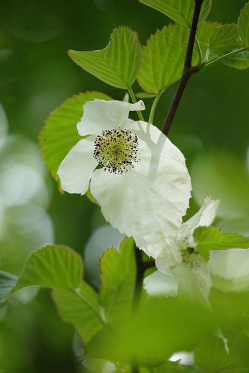 Ghost tree / Taschentuchbaum (Davidia involucrata)