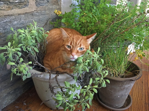 mischiefandmay: Ginger and sage I brought my herb pots in to avoid a frost and Mischief took up resi