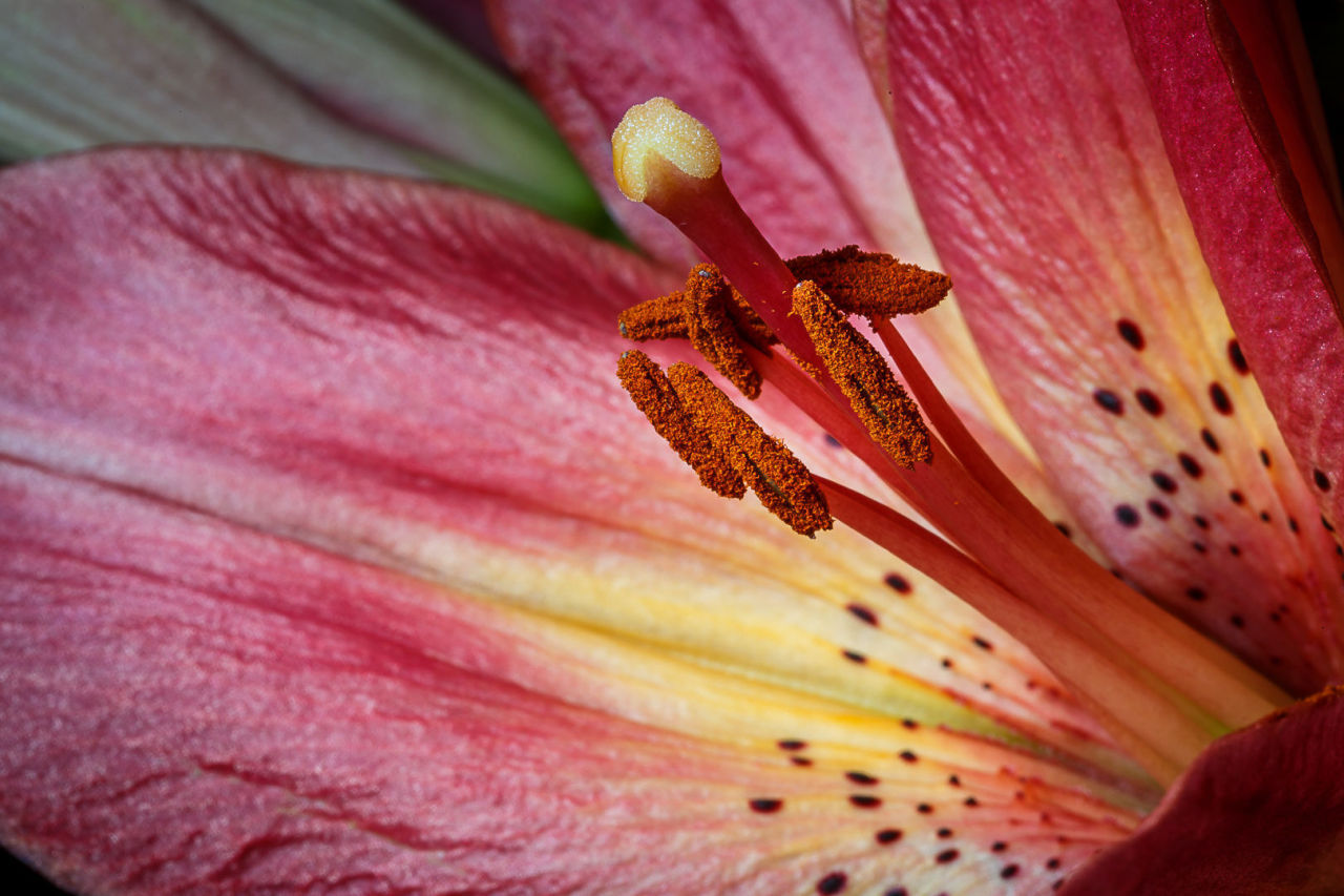 euph0r14:  macro | Sweet Lily | by rainier14411 | http://ift.tt/24ET10Q