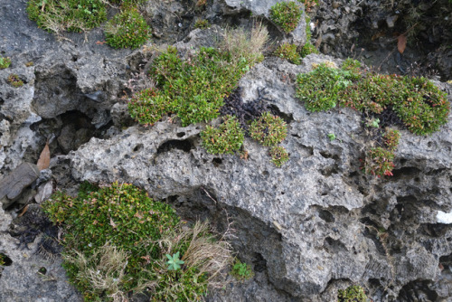 somethingweirdisawtoday:The rock formations on Harutahama Beach are fascinating. The layering, the d