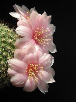 expression-venusia:  Rebutia cactus flowe