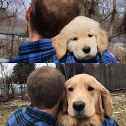 dawwwwfactory: A man and his pup: a one year