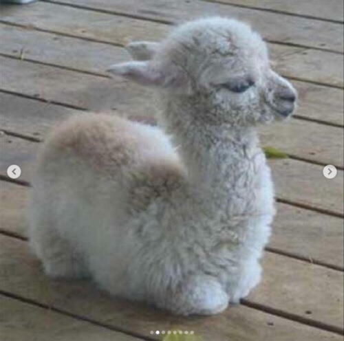 Baby Llamas Need No Drama
