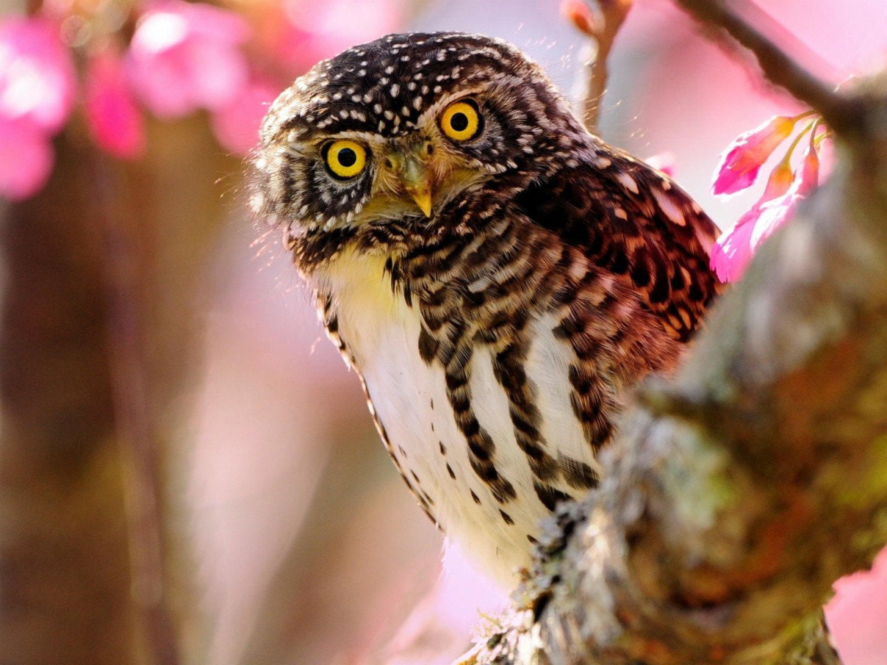 daily owls