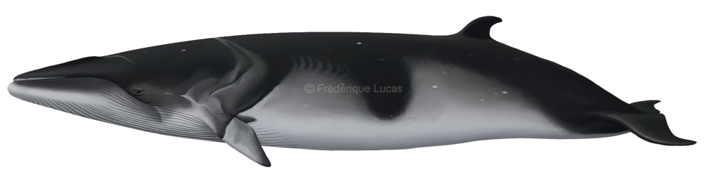 Antarctic minke whale (Balaenoptera bonaerensis)
Not recognised as a separate species until the late 1900s, the Antarctic minke bears quite a different look than its northern relative. Although often described as diagnostically having plain grey...