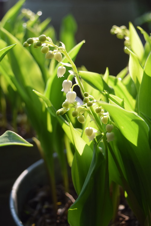 berniewong:Wednesday, April 8th.A beautiful moment earlier today when the Lily of the Valley were ba