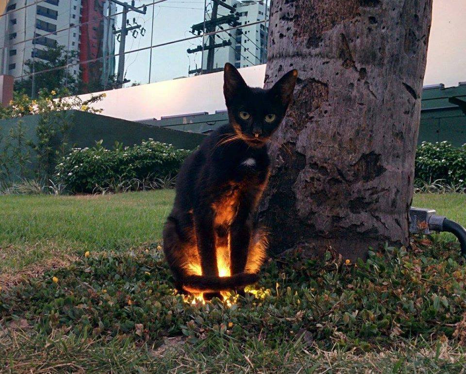 sixpenceee:A cat sitting on a ground light source.  Side quest cat