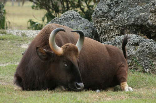 Gaur (Bos gaurus)