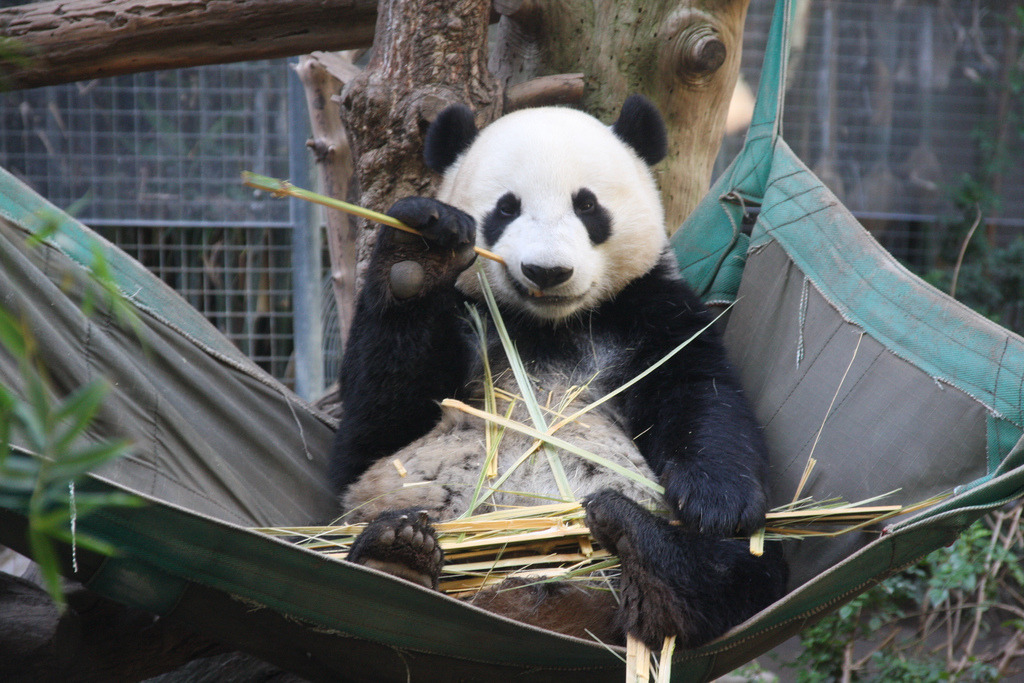 giantpandaphotos:  Yun Zi at the San Diego Zoo, California, on January 30, 2013.
