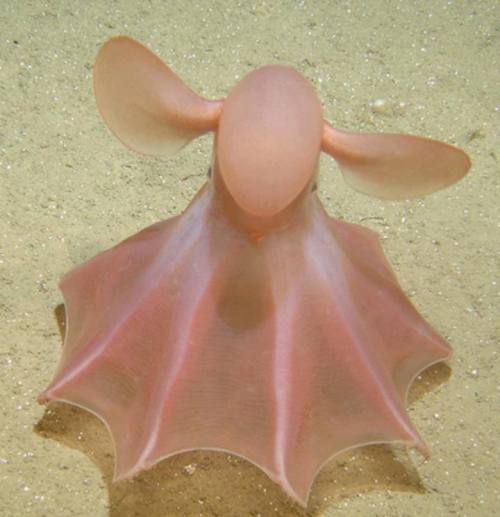 cephalopodsgonewild:via Cephalopoda