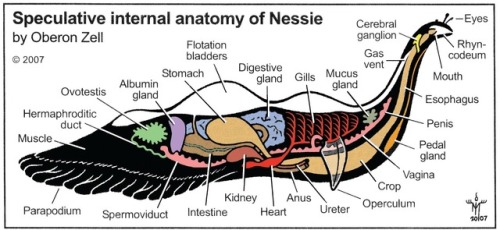 aardwolfpack:Speculative depictions by Oberon Zell of the Loch Ness Monster as a giant mollusc.  Rea