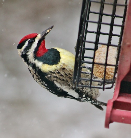 Birds feeding in the snow