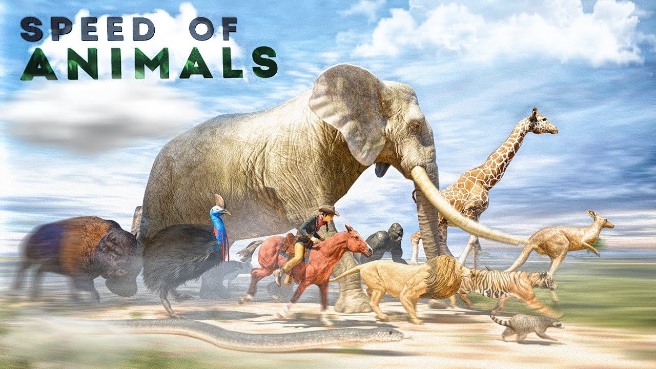 A Fascinating Speed Comparison of Terrestrial Animals