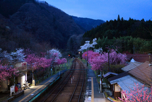 fuckyeahjapanandkorea:花桃満開 by Atsushi Hayakawa 