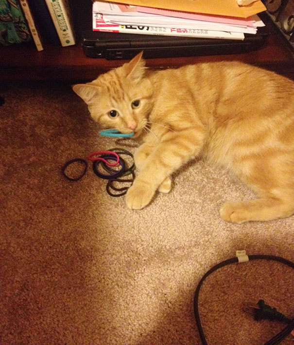 18 gatos que NO pudieron esconder sus tesoros mucho tiempo